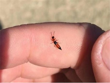 床上为什么会有隐翅虫？