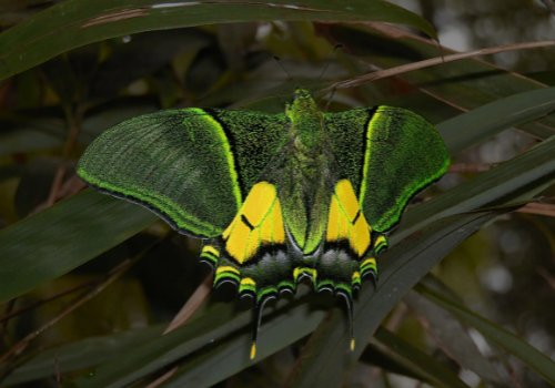 国内首次！我国首次育出蝶中皇后雌蝶，蝶中皇后是什么蝴蝶？