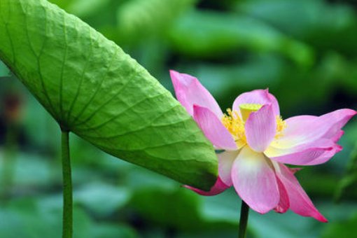 仿照一年级语文下册14课荷叶圆圆写话怎么写