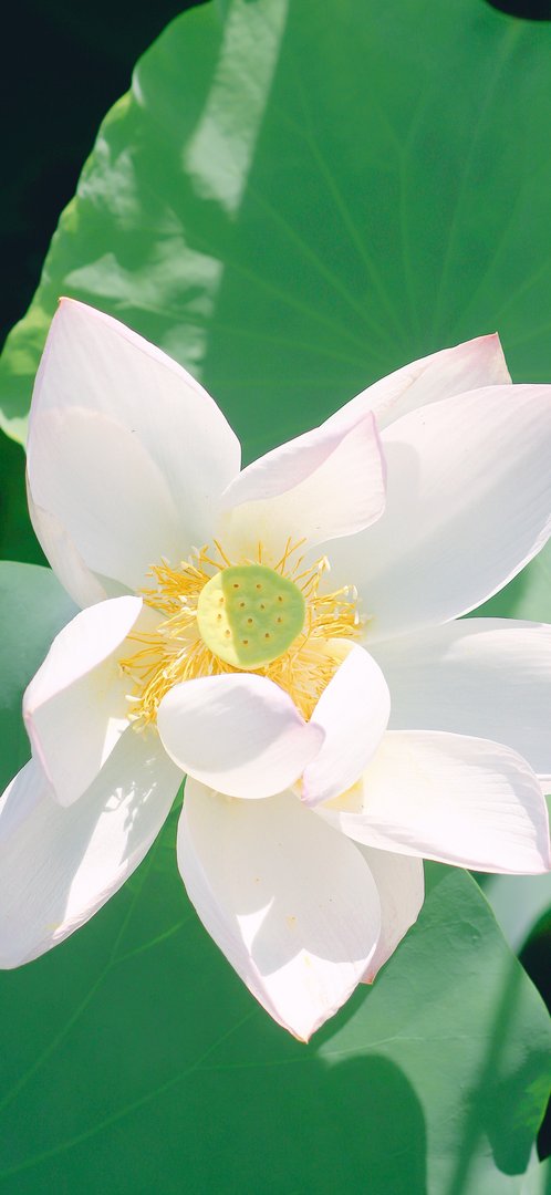 乌龟被热死了怎么处理？