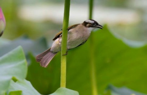 蓝桉已遇释槐鸟是什么意思?