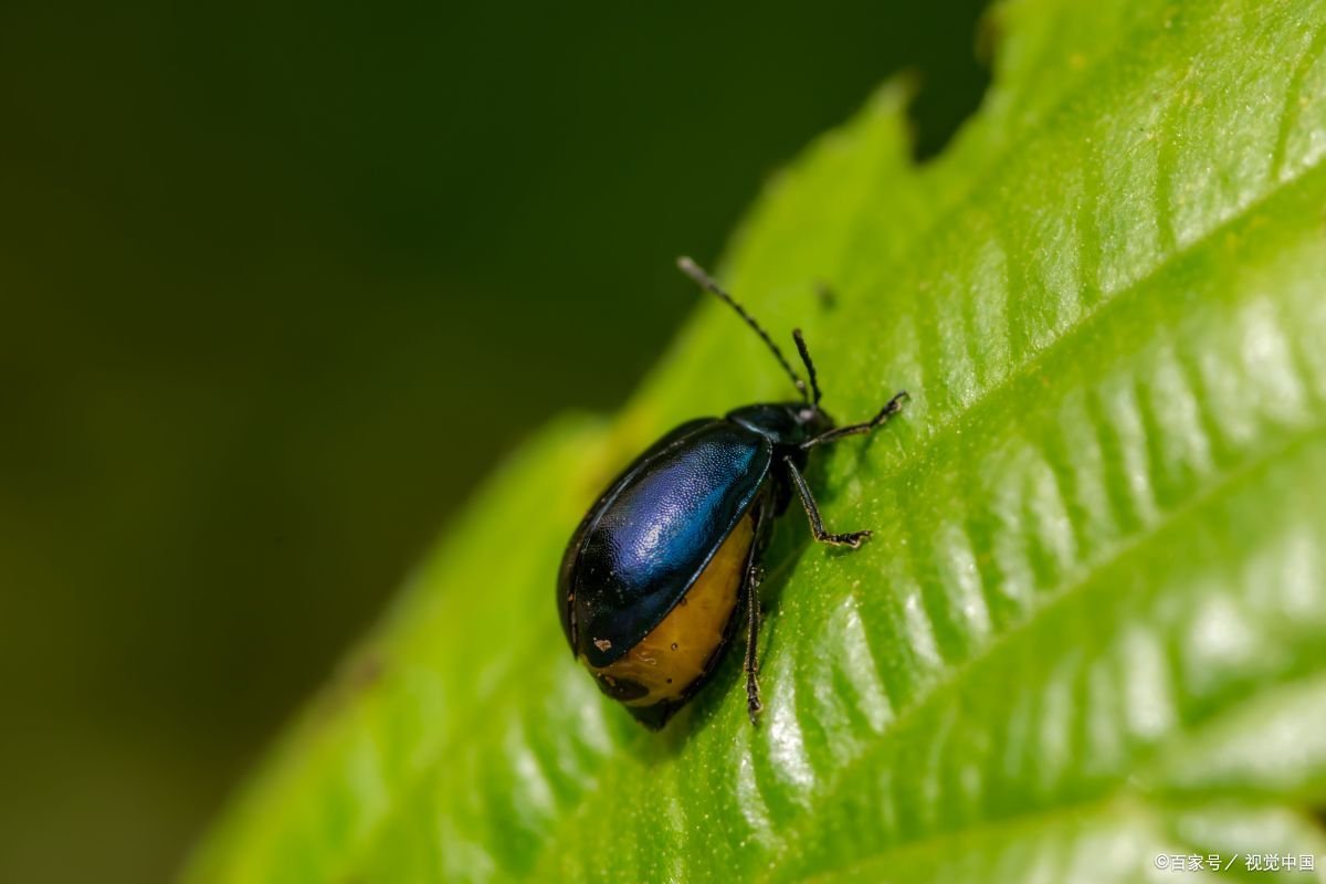 昆虫记被誉为什么