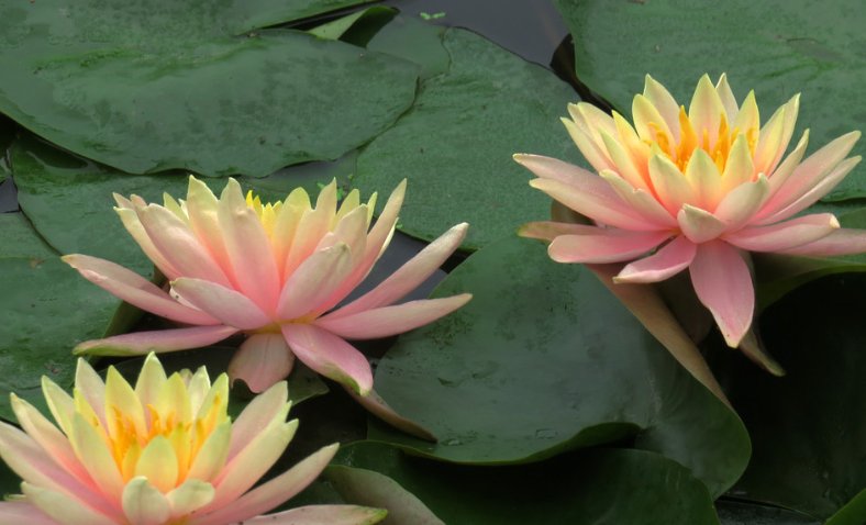 倒插莲花是什么样子的意思