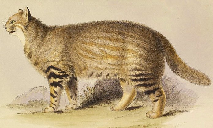 南美林猫的地理分布