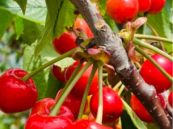 车厘子大小等级标准