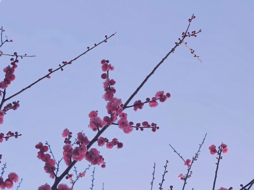 《梅花三弄》原唱