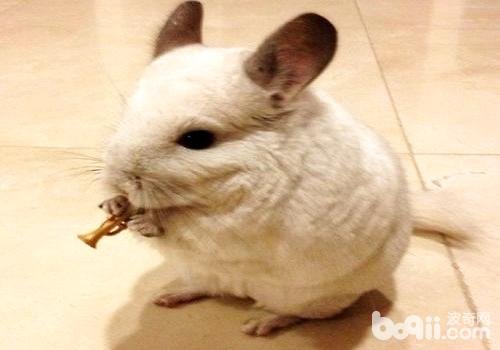 宠物龙猫大概多少钱一只？好不好养？