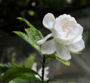 栀子花叶片、特别是嫩叶总有这样的线痕是怎么回事？