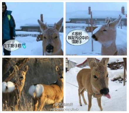 狍子君的名字来源