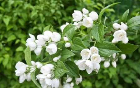 JasmineFlower怎么读