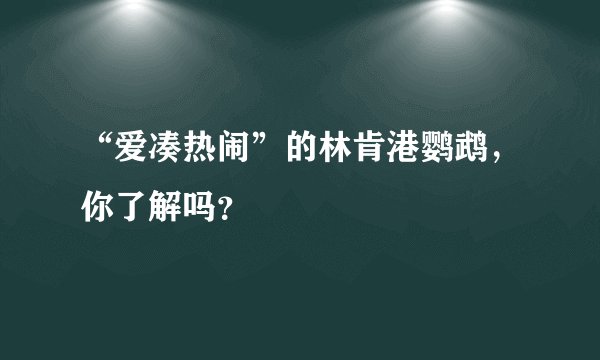 “爱凑热闹”的林肯港鹦鹉，你了解吗？