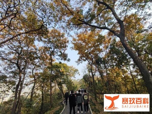 武汉艺术生文化课要求是什么该如何应对