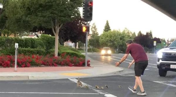 美国加州男子下车帮鸭子过马路，被汽车撞飞身亡，肇事者尚未成年