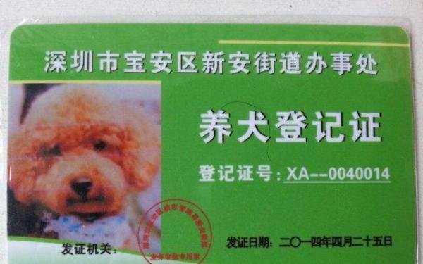 中华田园犬能办狗证了！深圳修改禁养犬，土狗终于不被歧视