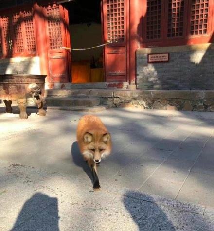 小狐狸频繁现身北京潭柘寺 这是咋情况？