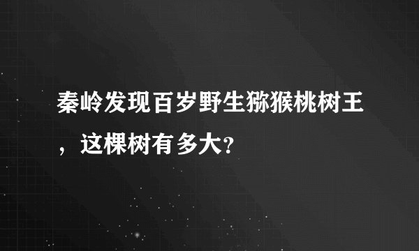 秦岭发现百岁野生猕猴桃树王，这棵树有多大？