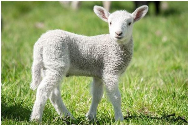 白首如新打一正确生肖