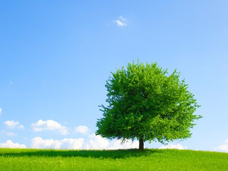 关于植树的古诗20首