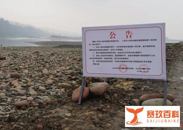 河滩惊现大量古铜钱！开元通宝卖50元一枚，文保部门介入