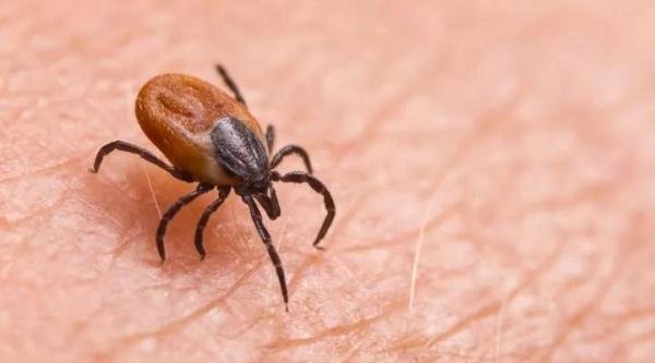 日本北海道出现新病毒，同类死亡率最高80%，很可能已扩散