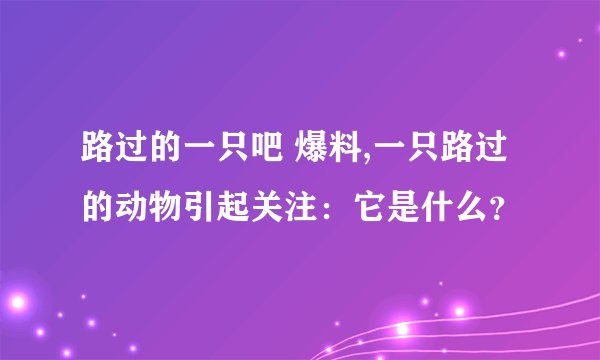 路过的一只吧 爆料,一只路过的动物引起关注：它是什么？