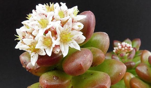 blooming和blossoming区别？