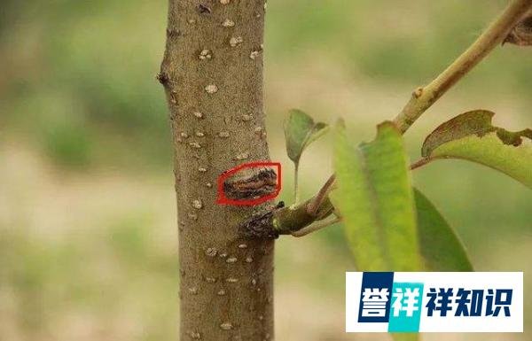 “早春苹果挨一刀”的作用是啥？“挨刀”时间如何把控？如何操作