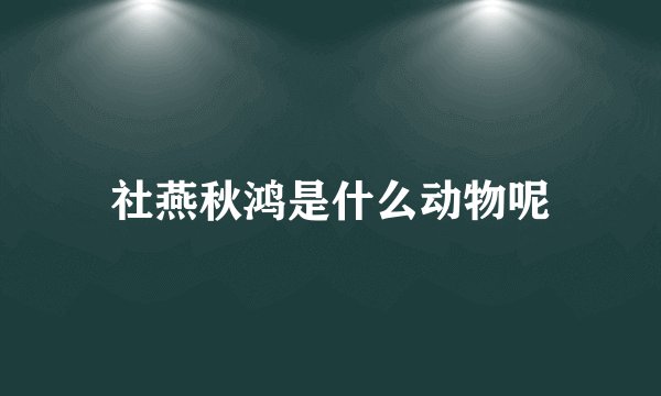 社燕秋鸿是什么动物呢