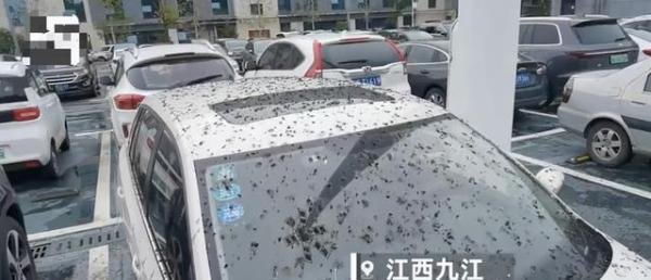 男子停车半小时车身被鸟屎全覆盖，其他车都没事，网友：肯定得罪鸟了