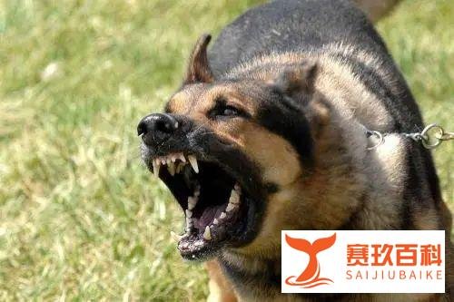 养狗人士谈安阳狗咬人：请将王新刚驱逐出养狗界，莫给养狗人招黑