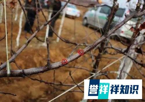 “早春苹果挨一刀”的作用是啥？“挨刀”时间如何把控？如何操作