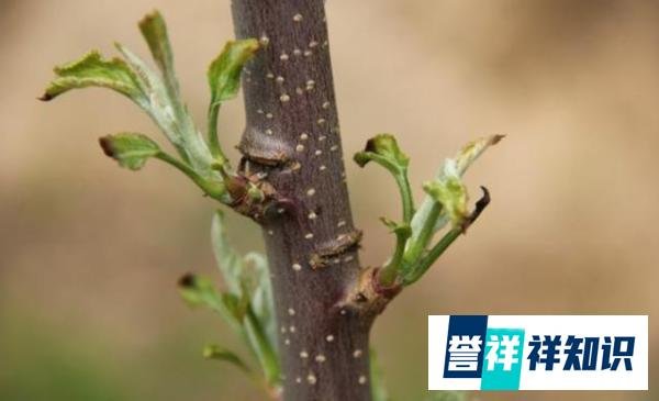 “早春苹果挨一刀”的作用是啥？“挨刀”时间如何把控？如何操作