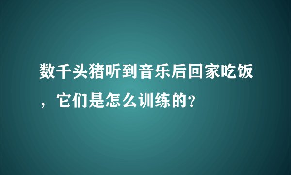 数千头猪听到音乐后回家吃饭，它们是怎么训练的？
