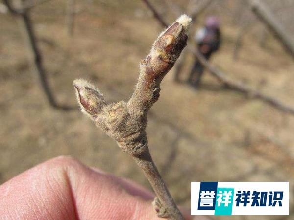 “早春苹果挨一刀”的作用是啥？“挨刀”时间如何把控？如何操作