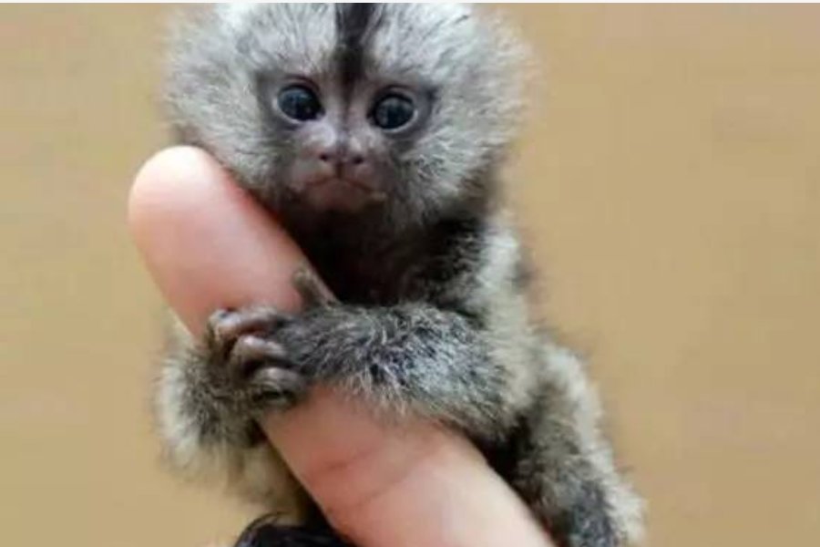 墨猴一只多少元