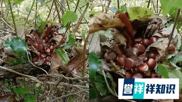 男子在丛林中发现一堆板栗 这是咋情况？