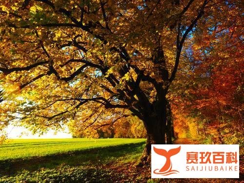 乔布斯遗孀裸捐1800亿资产，带你认识劳伦娜。
