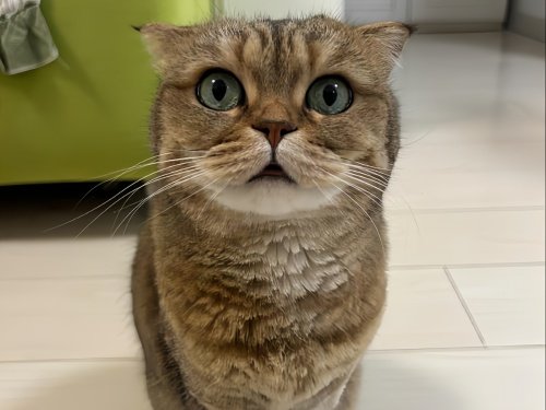 主动要求戴肛塞尾巴的小猫