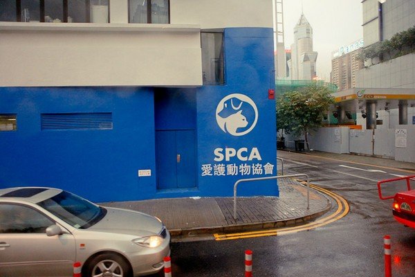美国spca是什么组织？