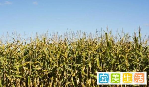 “最怕立冬是晴天”,今天立冬,晴天有啥预兆?看老人咋说