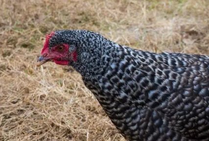 中国十大蛋鸡排行榜