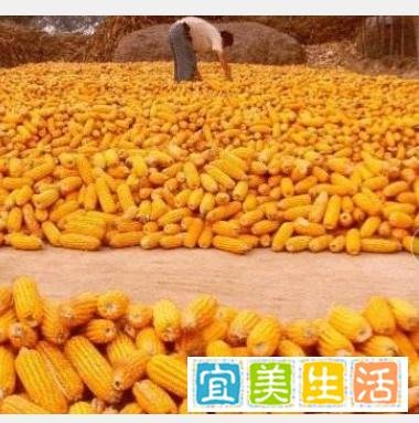 著名经济学家王福重说农民“懒惰愚蠢，不值得尊重”？