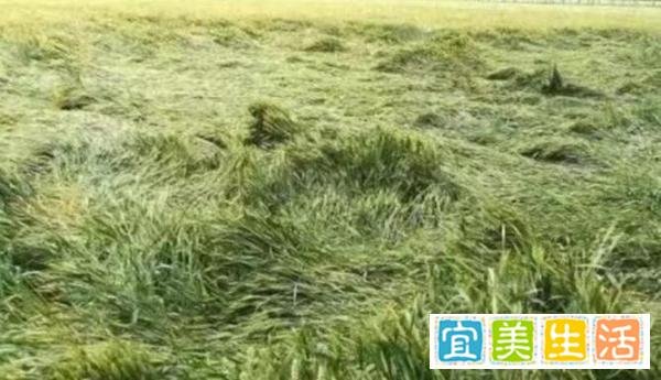 河南小麦倒伏，更多的应当是理解而不是指责