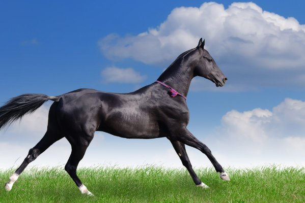 骑鹤上扬州是哪个生肖