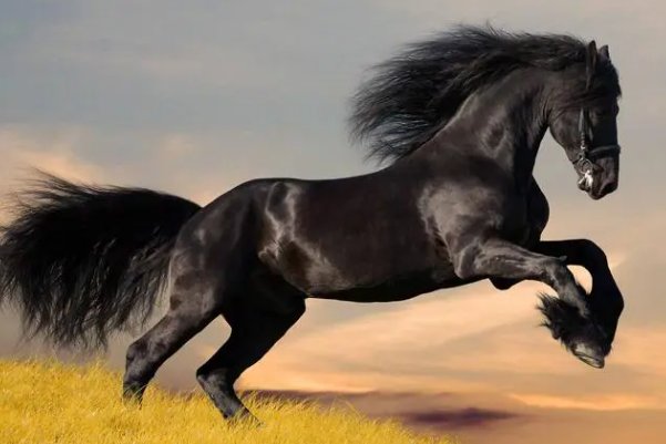 骑鹤上扬州是哪个生肖