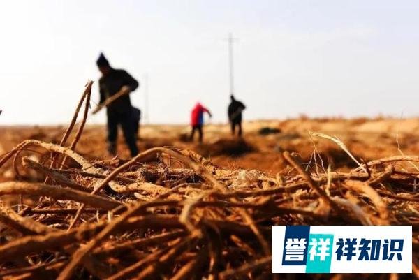 今年价格“暴涨”的中药材，浑身是宝，55一公斤，种植10亩轻松年入30万元！