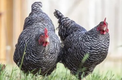 中国十大蛋鸡排行榜