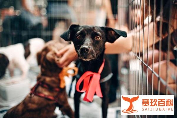 【震惊】俄罗斯棕熊惨案：父子双亡，35流浪狗陪葬！