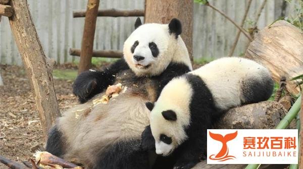 还不到两岁！大熊猫宝新去世，官方：死因正在调查中