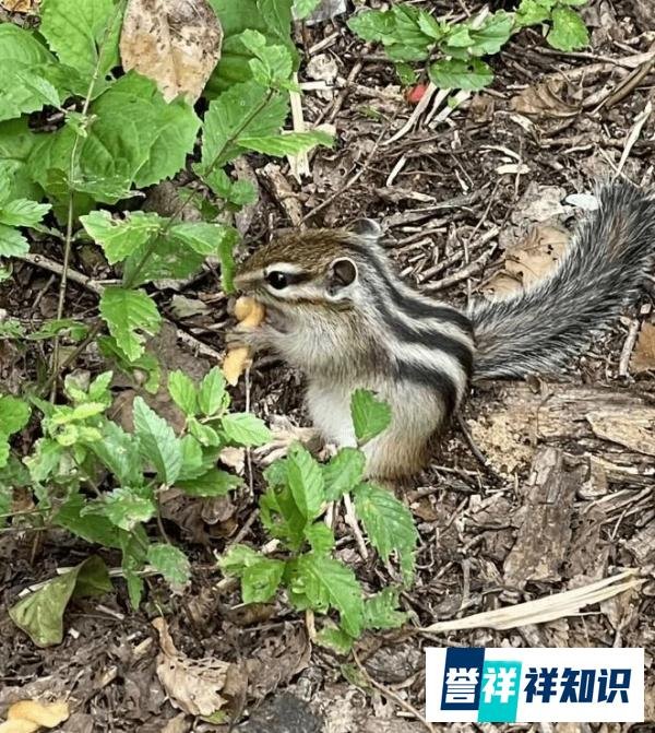 男子在丛林中发现一堆板栗 这是咋情况？